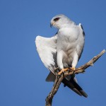 Gleitaar (Elanus caeruleus)