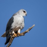 Gleitaar (Elanus caeruleus)
