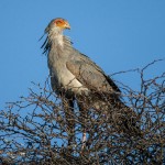 Sekretär ( Sagittarius serpentarius)