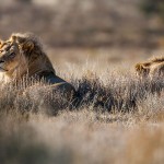 Kalahari-Löwe (Panthera leo vernayi)
