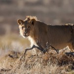 Kalahari-Löwe (Panthera leo vernayi)