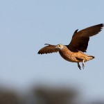 Fleckenflughuhn (Pterocles burchelli)