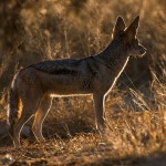 Schabrackenschakal (canis mesomelas)