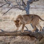 Kalahari-Löwe (Panthera leo vernayi)