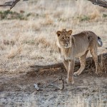 Kalahari-Löwe (Panthera leo vernayi)