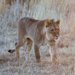 Kalahari-Löwe (Panthera leo vernayi)