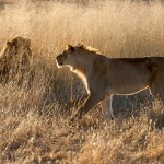 Kalahari-Löwen (Panthera leo vernayi)