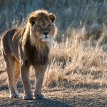 Kalahari-Löwe (Panthera leo vernayi)