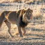 Kalahari-Löwe (Panthera leo vernayi)