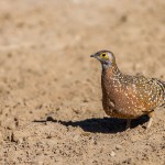 Fleckenflughuhn (Pterocles burchelli)