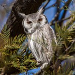 Weissgesichts-Ohreule Südliche Büscheleule ( Otus leucotis)
