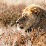 Kalahari-Löwe (Panthera leo vernayi)