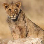 Kalahari-Löwe (Panthera leo vernayi)