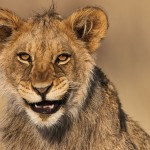 Kalahari-Löwe (Panthera leo vernayi)