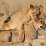 Kalahari-Löwen (Panthera leo vernayi)
