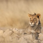 Kalahari-Löwe (Panthera leo vernayi)