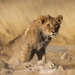 Kalahari-Löwe (Panthera leo vernayi)
