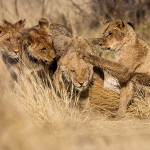 Kalahari-Löwen (Panthera leo vernayi)