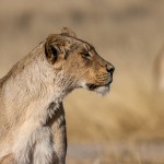 Kalahari-Löwe (Panthera leo vernayi)