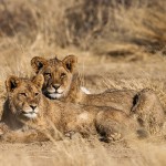 Kalahari-Löwen (Panthera leo vernayi)