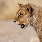 Kalahari-Löwe (Panthera leo vernayi)