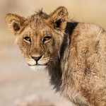 Kalahari-Löwe (Panthera leo vernayi)