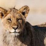 Kalahari-Löwe (Panthera leo vernayi)