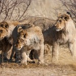 Kalahari-Löwen (Panthera leo vernayi)