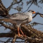 Graubürzel- Singhabicht ( Melierax metabates)