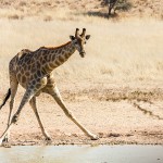 Thomicroft-Giraffenkuh (Giraffa camelopardalis)
