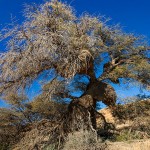 Szenerie Kalahari