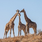 Thomicroft-Giraffen (Giraffa camelopardalis)