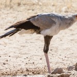 Sekretär (Sagittarius serpentarius)