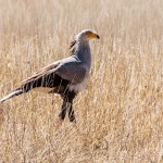 Sekretär (Sagittarius serpentarius)