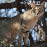 Afrikanische Wildkatze, Falbkatze (Felis sylvestris lybica)
