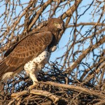 Raubadler (Aquila rapax)