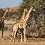 Thomicroft-Giraffen (Giraffa camelopardalis)