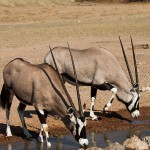 Spießböcke (oryx gazelle)