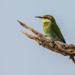 Afrikanischer Bienenfresser (Merops apiaste)