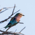 Gabelracke (Coracias caudatus)