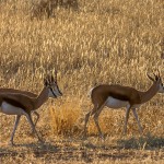 Springböcke ( Antidorcas)