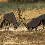 Spießböcke (Oryx gazella)