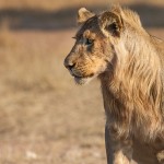 Kalahari-Löwe (Panthera leo vernayi)