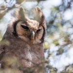 Milchuhu, Blassuhu (Bubo lateus)