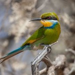 Afrikanischer Bienenfresser (Merops apiaste)