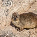 klippschliefer (Procavia capensis)