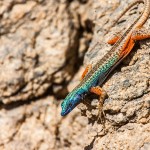 Augabie`s flache Eidechse ( Platysaurus broadley)