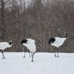 Mandschuren- oder Rotkronenkranich (Grus Japonensis)