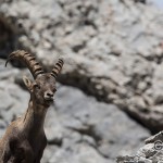 Alpensteinbock (Capra ibex)