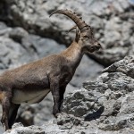 Alpensteinbock (Capra ibex)